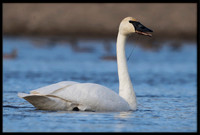 Trumpeter Swan