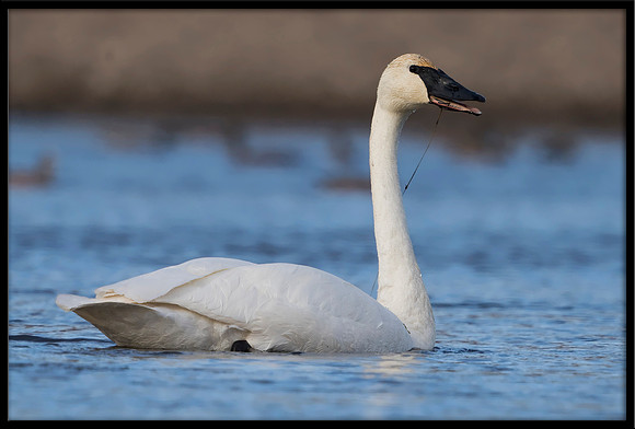 Trumpeter Swan