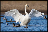 Trumpeter Swans