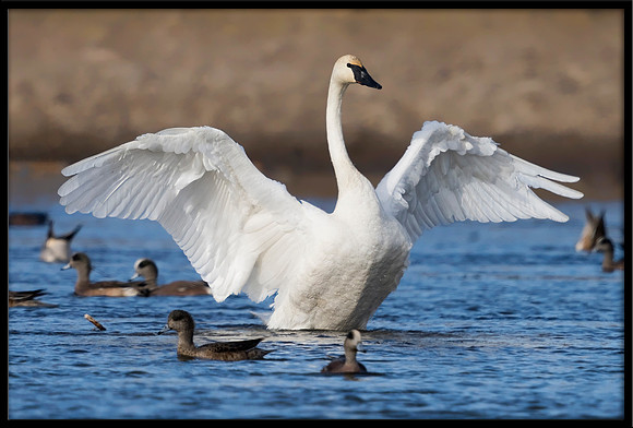 Trumpeter Swan