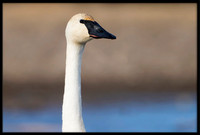 Trumpeter Swan