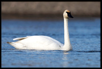 Trumpeter Swan