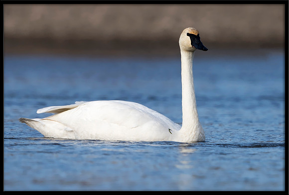 Trumpeter Swan