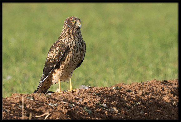Northern Harrier (f)