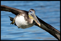 Brown Pelican
