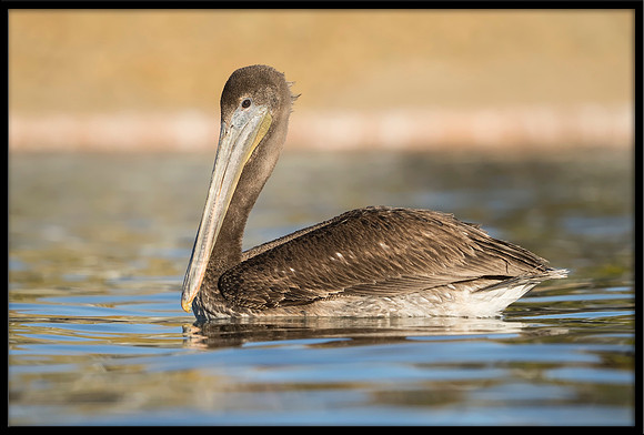Brown Pelican