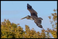 Brown Pelican