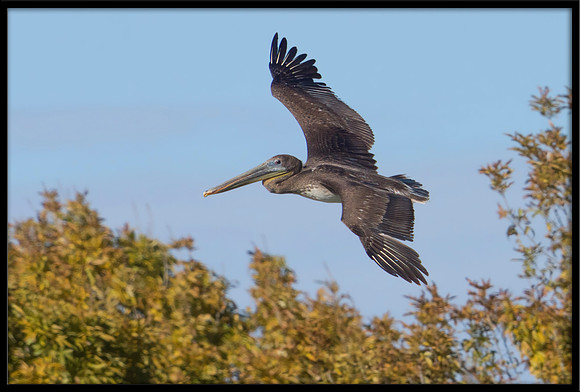 Brown Pelican