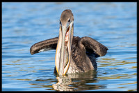 Brown Pelican