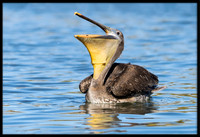 Brown Pelican