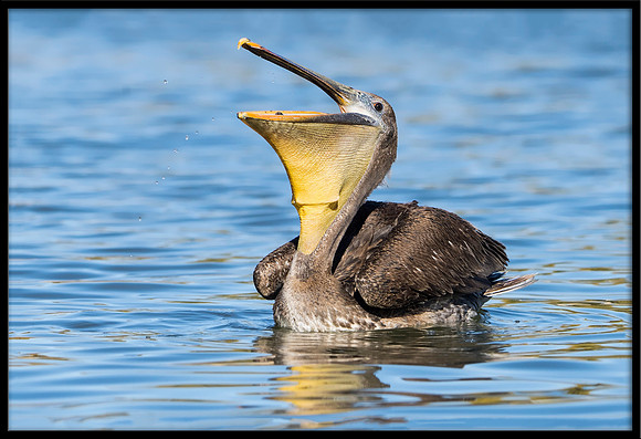 Brown Pelican