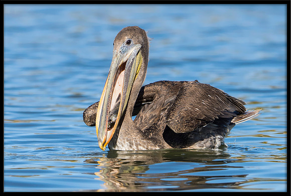 Brown Pelican
