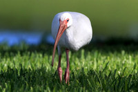 White Ibis