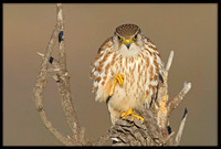 Merlin