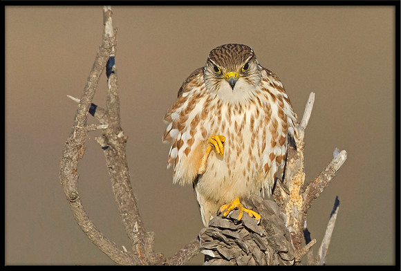 Merlin