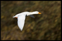 White Pekin Duck