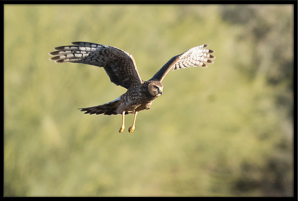 Northern Harrier (f)