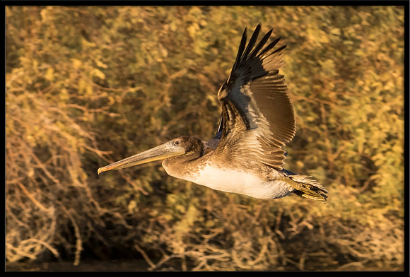 Brown Pelican