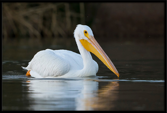 White Pelican