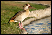 Egyptian Goose