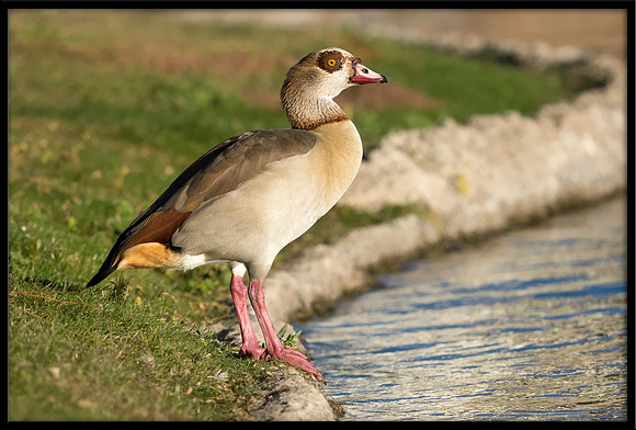 Egyptian Goose