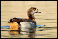 Egyptian Goose