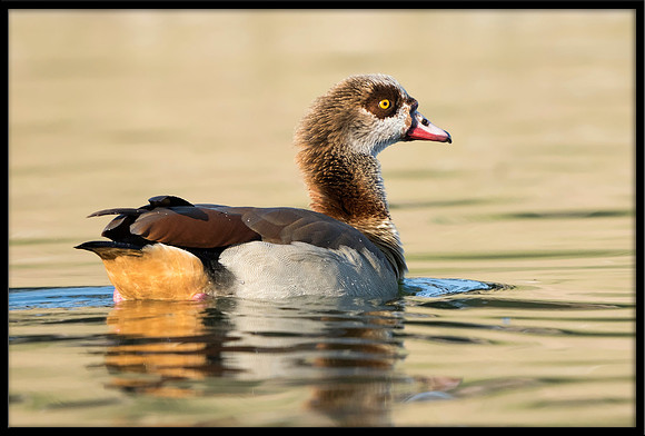 Egyptian Goose