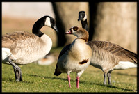 Egyptian Goose