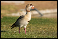 Egyptian Goose