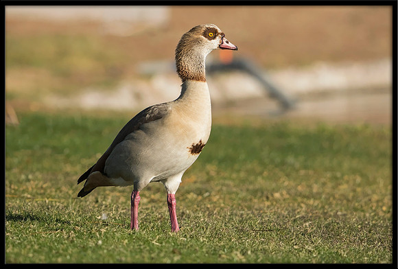 Egyptian Goose