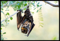 Bats
