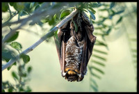 Hoary Bat