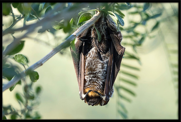 Hoary Bat