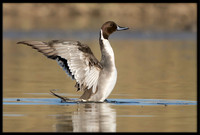 Northern Pintail