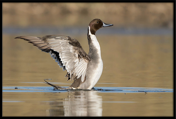 Northern Pintail
