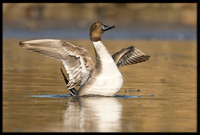 Northern Pintail