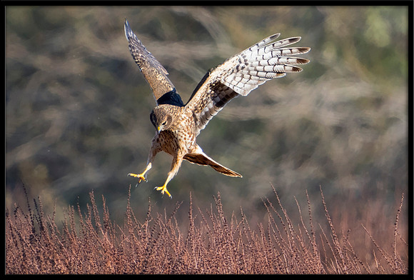 Northern Harrier (f)