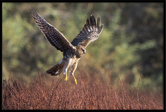 Northern Harrier (f)