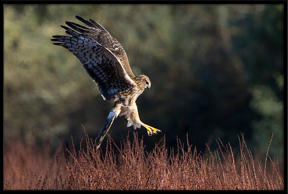 Northern Harrier (f)