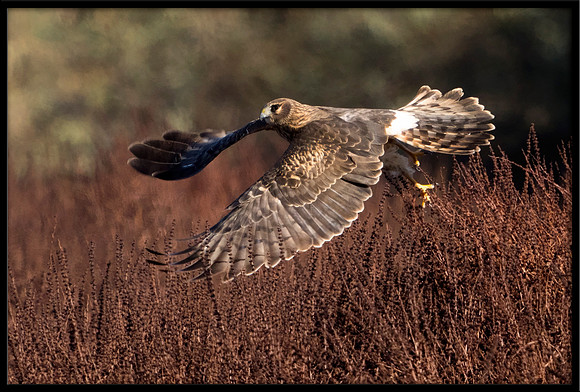 Northern Harrier (f)