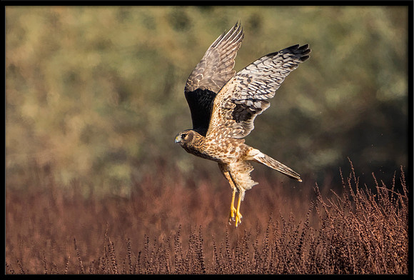 Northern Harrier (f)