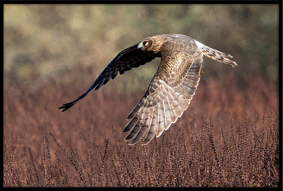 Northern Harrier (f)