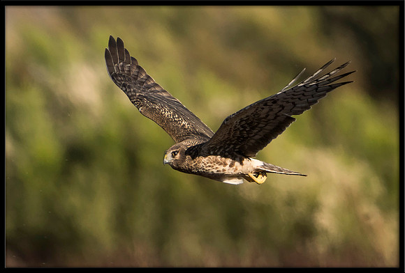 Northern Harrier (f)