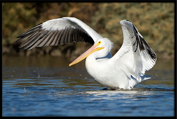 White Pelican