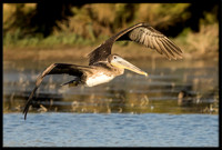 Brown Pelican