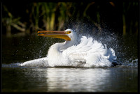 White Pelican