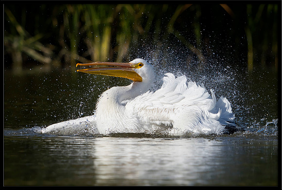 White Pelican