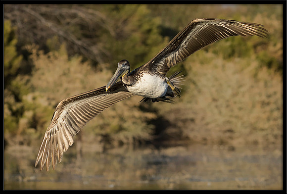 Brown Pelican