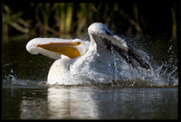 White Pelican