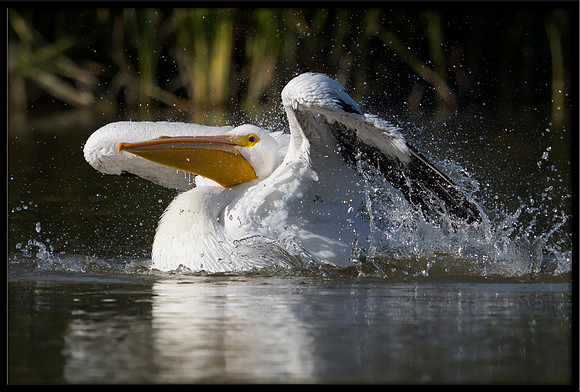 White Pelican